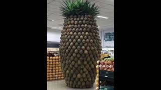 That is a big pineapple..!!!!