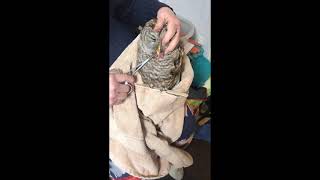 Helping Injured Barred Owl to begin eating in captivity