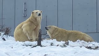 20181124:今日の円山動物園