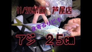 11/24南芦屋浜釣果　２５cmのアジ　フィッシングマックス芦屋店