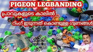 #pigeons, #പറവ, #legband  PIGEON RING, പ്രാവുകളുടെ കാലിൽ റിങ് ഉപയോഗിച്ചാലുള്ള ഗുണങ്ങൾ