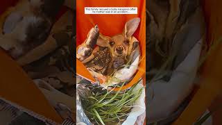 Baby kangaroo had lost their mother in an accident #animals#kangaroo#shorts#youtubeshorts#viralvideo