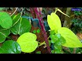 philodendronc brazilian care u0026 potting ideas ഫിലോഡൻഡ്രോൺ ചെടികൾ ഹാങ്ങിങ്ങായി വളർത്തുന്ന രീതി