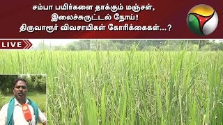 சம்பா பயிர்களை தாக்கும் மஞ்சள், இலைச்சுருட்டல் நோய்! திருவாரூர் விவசாயிகள் கோரிக்கைகள்...?