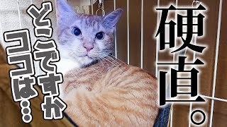 保護猫をお迎えしました！初日から4日目までの様子