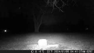 Cute raccoon just running off into the dark night1 trail camera 20240108