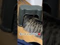 狭いところが好き day607 shorts cat 猫 ノルウェージャンフォレストキャット 猫のいる暮らし