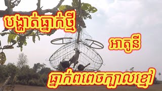 បង្ហាត់ធ្នាក់ថ្មី - ធ្នាក់ពពេចក្បាលខ្មៅ