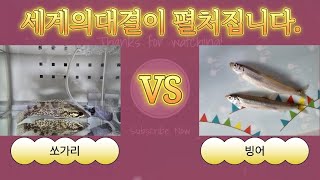 기다리셨나요? 쏘가리 VS 빙어 과연 승리는?