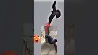 Baz ny kabutar ko mar diya😭#pigeon #pigion #bird #kabutar #pigeion #youtubeshorts #pigeonbird #bird