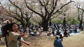 お花見散歩　代々木公園　2023/4/1 33