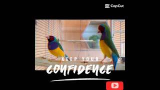 Watch This Gouldian Finch Male Dance for the First Time