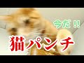 母から送られてくる猫動画④：下から猫を見てみよう