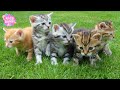 Meow Meow: A Fun Kitten Song | Kids Bonbi AI | Children’s Music Video