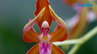 Orchids That Look Like Animals | Outlook Traveller Fun Facts