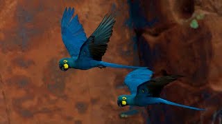 Beautiful Lear Macaws From Wild