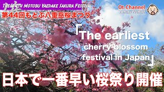 [InokumaTOURIST] The earliest cherry blossom festival in Japan : The Motobu Yaedake Sakura Festival