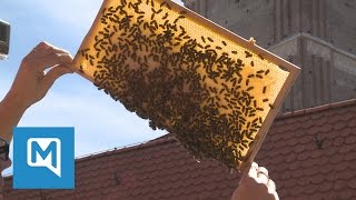 Polizisten als Imker: Bienen im Präsidium