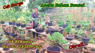 Cek harga Bonsai Mumer milik Pak Kumis Wa +62 823-3399-2822