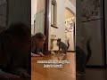 kitten makes mom late for work