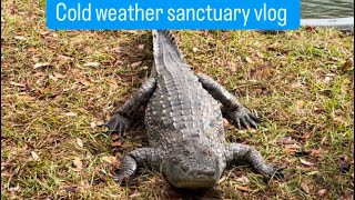 Cold weather sanctuary vlog ❄️🐊