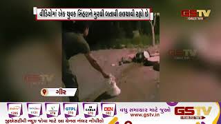 ગીરમાં વધુ એકવાર લાયન શો નો વીડિયો વાયરલ | Gstv Gujarati News