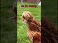 10 roosters of extraordinary chicken breeds sumatra brahma sebright spanish naked neck chicken