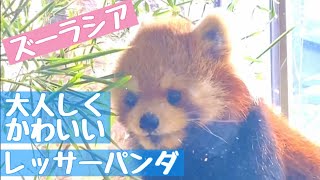 ふわっふわのレッサーパンダ💕大人しくてかわいかった💕/ズーラシア