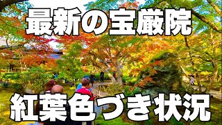 【4K】2024年11月21日（木）最新の嵐山宝厳院、紅葉色づき状況をお届け！传达岚山宝严院的最新红叶信息！Hogon-in Temple, Arashiyama japan.