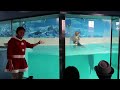 番外編 　アザラシ館のアザラシショー　下田海中水族館