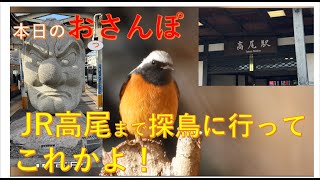 JR高尾まで探鳥に行ってこれかよ・多摩森林科学園・本日のおっさんぽ