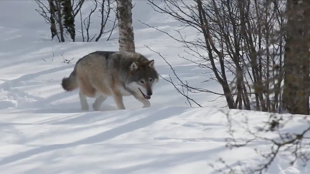 5 Wolves Released In Colorado Reintroduction Plan - YouTube