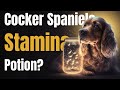 Top 10 Health and Wellness Products for English Cocker Spaniel