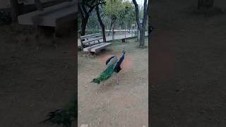 Sahana Nikki |  National Park  | Kbr Park | National Bird #nationalpark #nationalbird