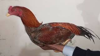 Tell me The Kind of This My Aseel Rooster