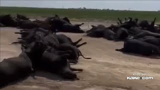 Thousands of cattle dumped in Kansas landfill after dying from extreme heat