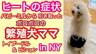 ⭕️元繁殖犬ママ【ヒート】になる‼️6年間【劣悪パピーミル】で育った【トイプードル】と【ビション】❤️Puppy Mill Rescue Mama's HEAT‼️⑤🧡2023#12