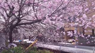 【京都】桜満開！桂川サイクリングロードで京都から奈良へ自転車旅