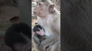 Very adorable black baby CW4 #shorts #animals #viral #shortsvideo #youtubeshorts #monkeys