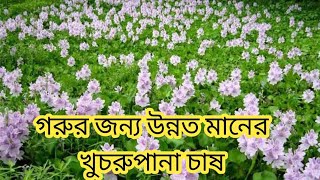 গরুর জন্য উন্নত মানের খুচরুপানা চাষ | পুষ্টিকর পশুখাদ্য উৎপাদন