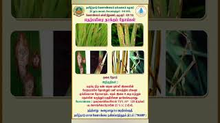 Integrated Pest and Disease Management in Paddy - நெல்லில் ஒருங்கிணைந்த பூச்சி மற்றும் நோய் மேலாண்மை