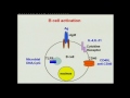 dock8 deficiency lessons in b cell biology. by prof. raif geha