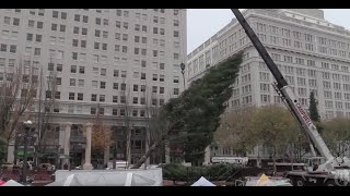 Watch Portland’s Tree travel through downtown to Pioneer Courthouse Square
