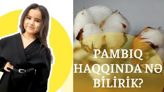 Pambıq necə istehsal olunur?