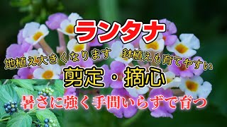 ランタナ剪定・摘心・簡単育て方、夏の暑さに強く育てやすい