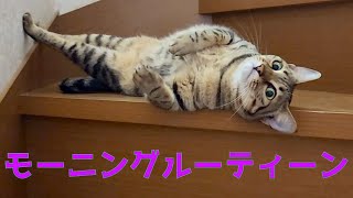 【多頭飼育】保護猫活動のモーニングルーティーン