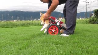 「はな工房」の犬用車椅子の装着方法（抱きかかえる事が出来る重さのワンちゃんの場合）