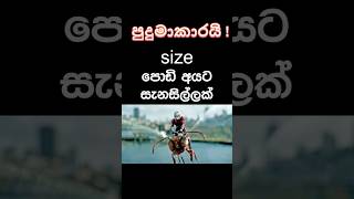 size පොඩි අයට සැනසිල්ලක් 🏛️📏👍 #history #sinhala #surprise