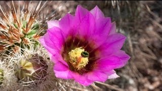 A Living Desert: Sonoran Desert Cacti in Bloom