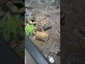 サンシャイン水族館 ビルマホシガメ ホウシャガメ 食事中🍽️ 小松菜？